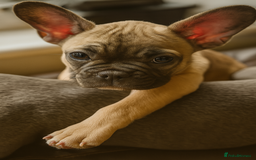 French Bulldog dogs for sale: Rare Sable Frenchie–Raised Right & Ready Now! 🍼🐾 in Preston - Image 7