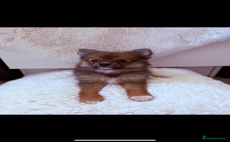 Pomeranian dogs - Advert 3