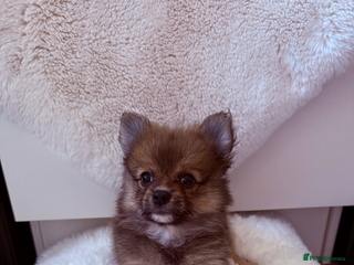 Pomeranian dogs - Advert 16