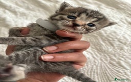 Maine Coon cats for sale: Adorable Kittens  - Image 1