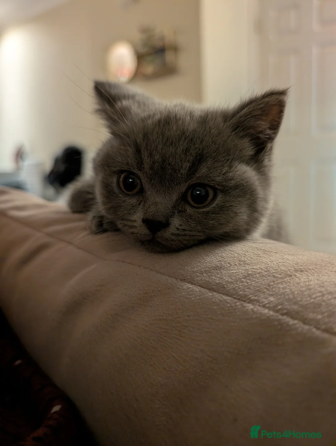 British Shorthair cats for sale: British Shorthair Blue Female - Advert 2