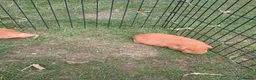 Guinea Pig rodents for sale: Boy guinea pig - Advert 2