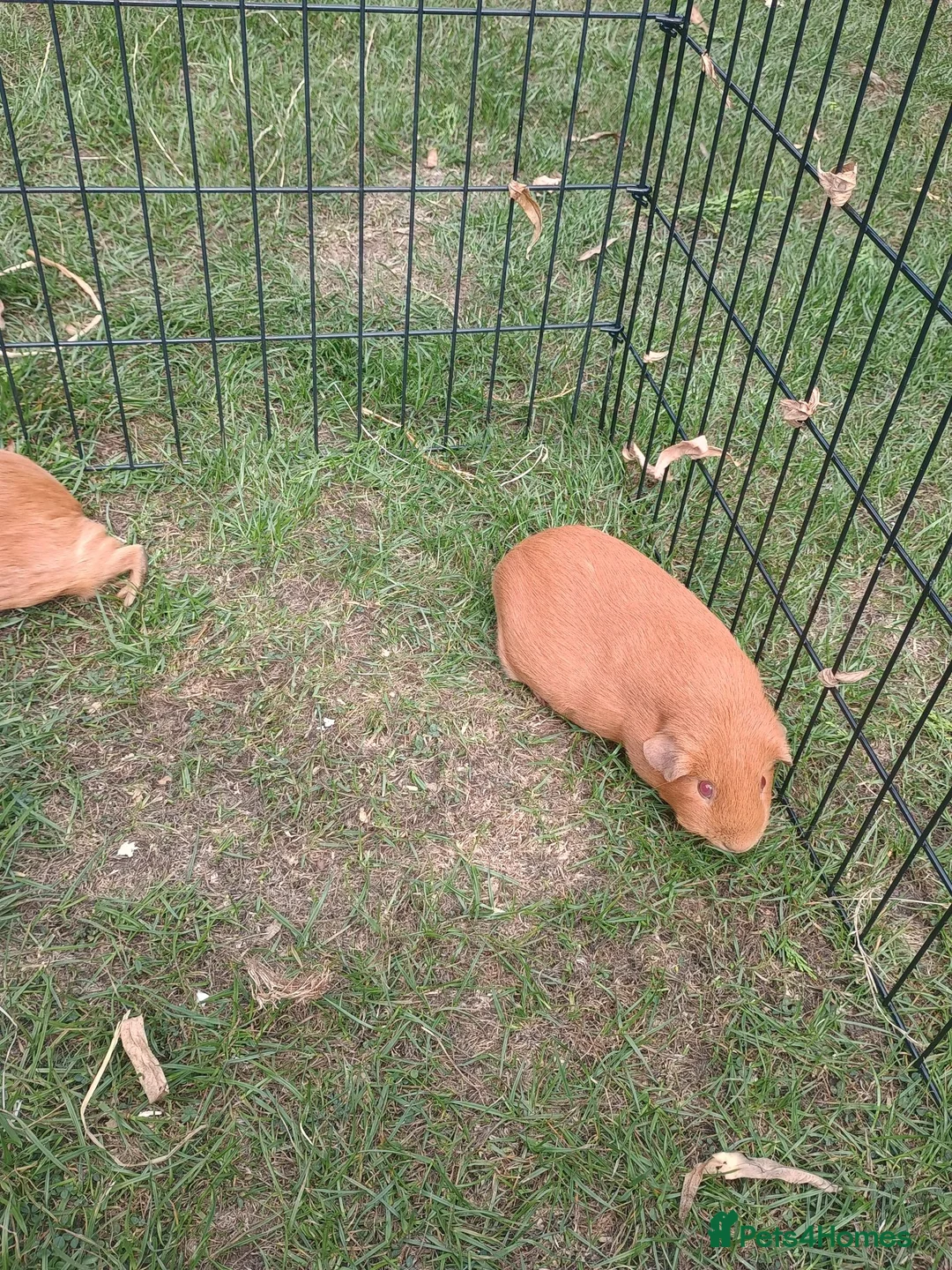Guinea Pig rodents for sale: Boy guinea pig - Advert 2