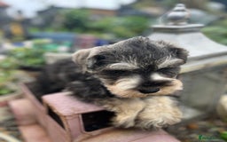 Miniature Schnauzer dogs for sale: Ready now top quality bundles of love - Image 5