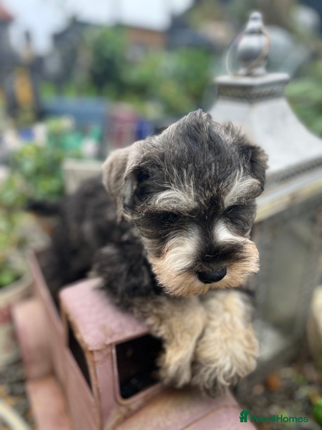 Miniature Schnauzer dogs for sale: Ready now top quality bundles of love - Image 5