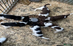 English Springer Spaniel dogs for sale: Working Springer Spaniel Puppies  - Image 2