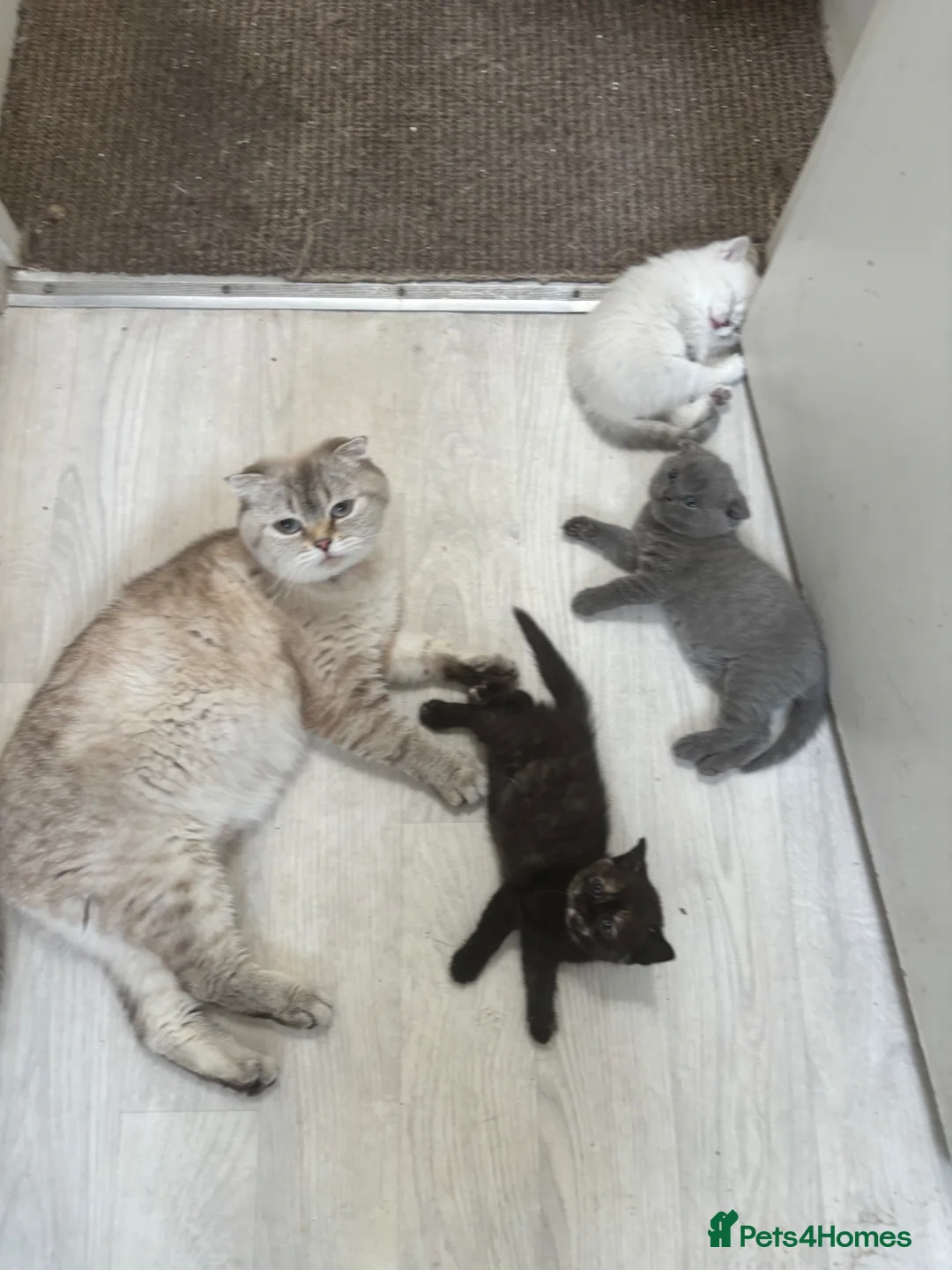 British Shorthair cats for sale: British shorthair  - Advert 1