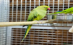 Ringnecks birds for sale: Indian ring neck - Image 9