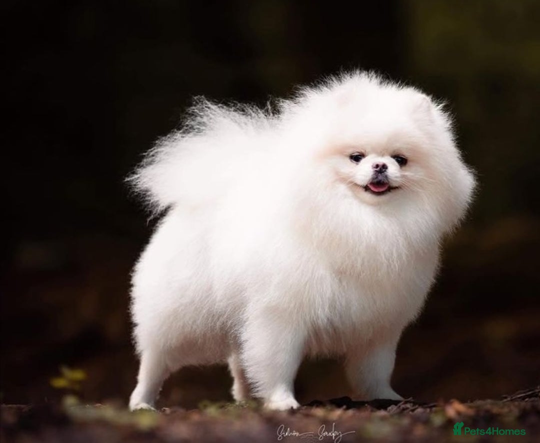 Pomeranian dogs for sale: Quality Pomeranian girls ready NOW ❤ - Image 10