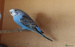 Budgerigars birds for sale: Budgerigars For sale 3 x Violet & 1 x Blue - Advert 5
