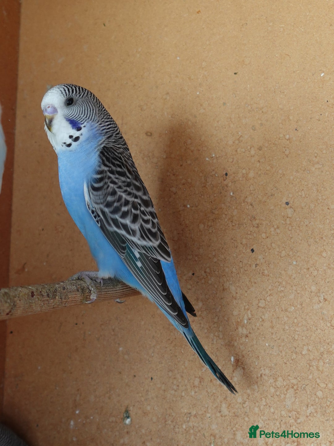 Budgerigars birds for sale: Budgerigars For sale 3 x Violet & 1 x Blue - Advert 5