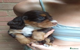 Cocker Spaniel dogs for sale: Gamekeeper bred Working Cocker Spaniels - Image 2