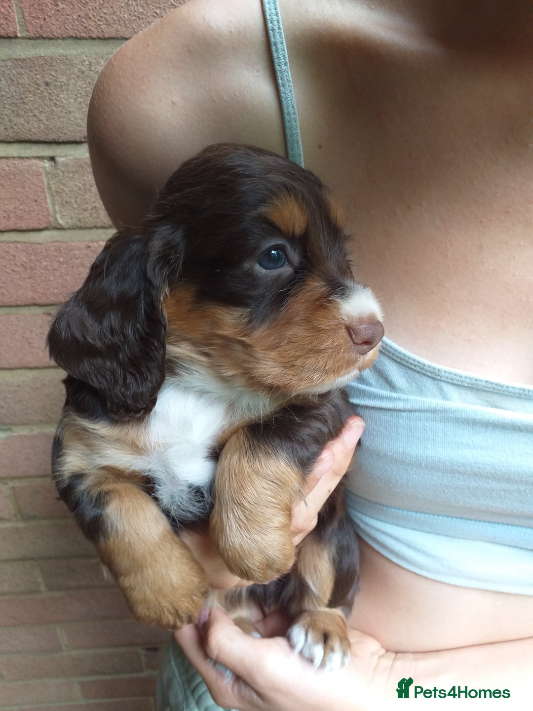 Cocker Spaniel dogs for sale: Gamekeeper bred Working Cocker Spaniels - Image 2