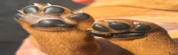 Labrador Retriever dogs for sale: Shiny Red Labrador Pups!  - Advert 26