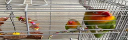 Lovebirds birds for sale: Lovebirds  - Advert 5