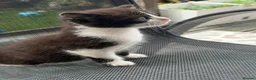 Mixed Breed cats for sale: Sweet little kittens for sale! - Advert 3