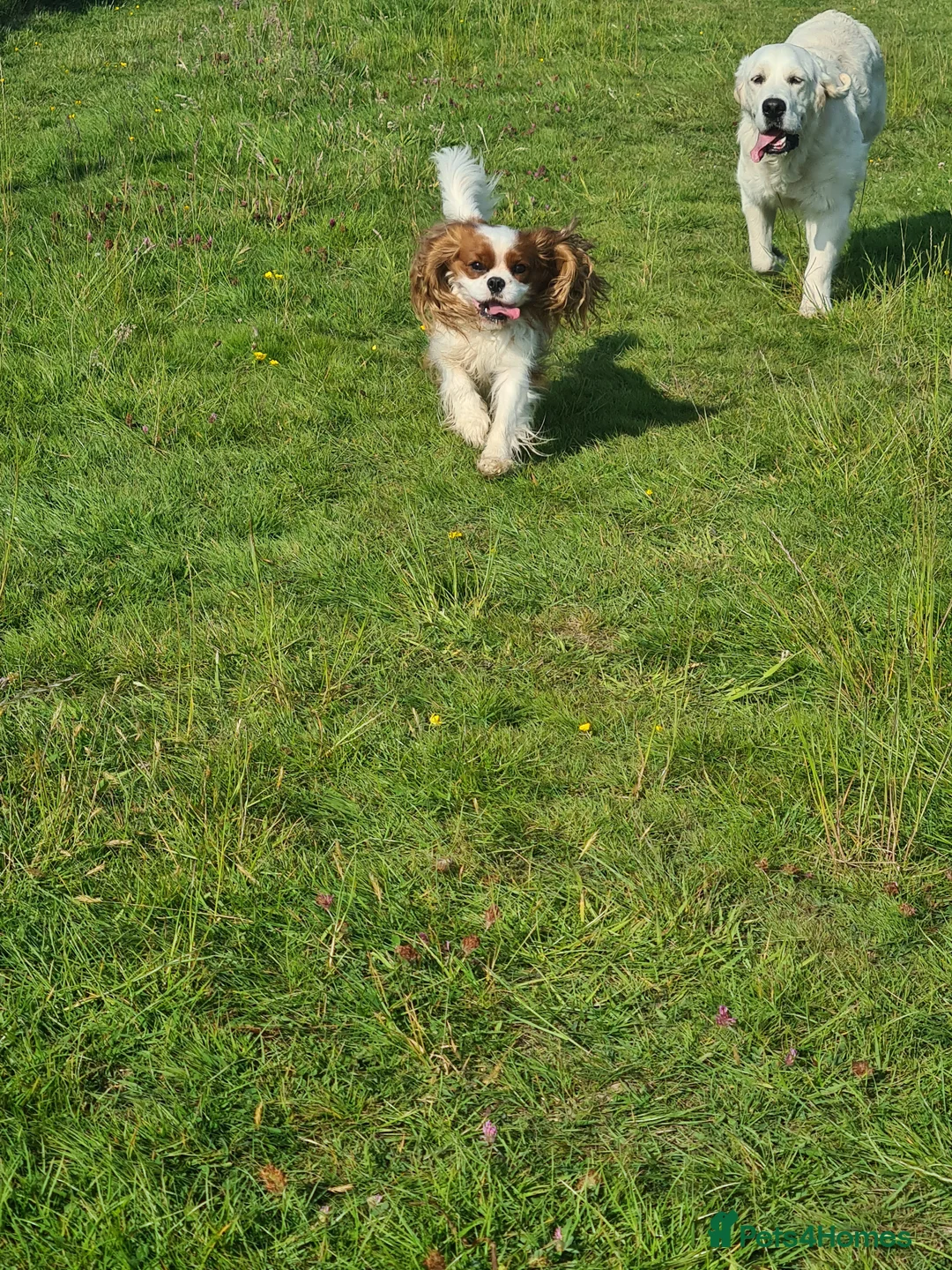 Cavalier King Charles Spaniel dogs for stud: For Stud- Exceptional Champ Pedigree Health Tested in New Milton - Advert 10