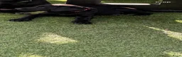 Labrador Retriever dogs for sale: DRAKESHEAD LABRADOR RETRIEVER - Advert 3