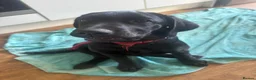 Labrador Retriever dogs for sale: 2 black female Labradors - Advert 6
