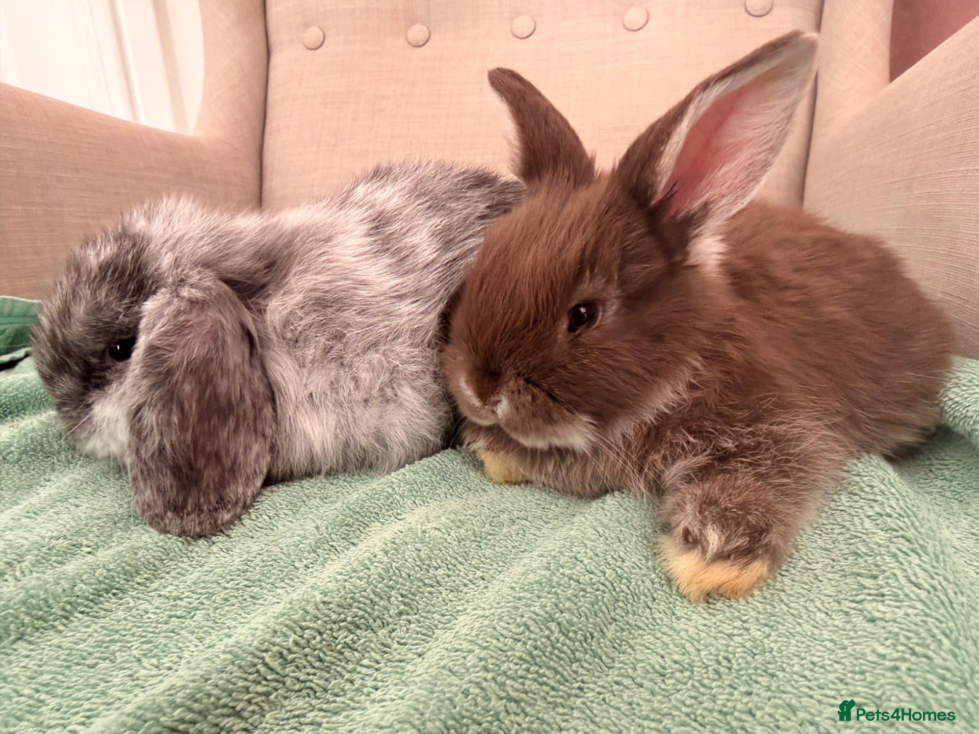 Mini Lop rabbits FREE to Loving home - Baby Female Mini Lop - Advert 1