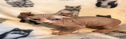 Sphynx cats for sale: Elf sphynx kittens in Runcorn - Advert 4