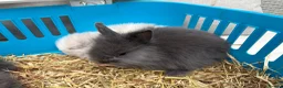 Lionhead rabbits for sale: Double mane lion lead bunny’s for sale  - Advert 14