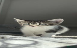 Bengal cats for sale: Adorable Half Bengal Kittens for Sale - Image 2