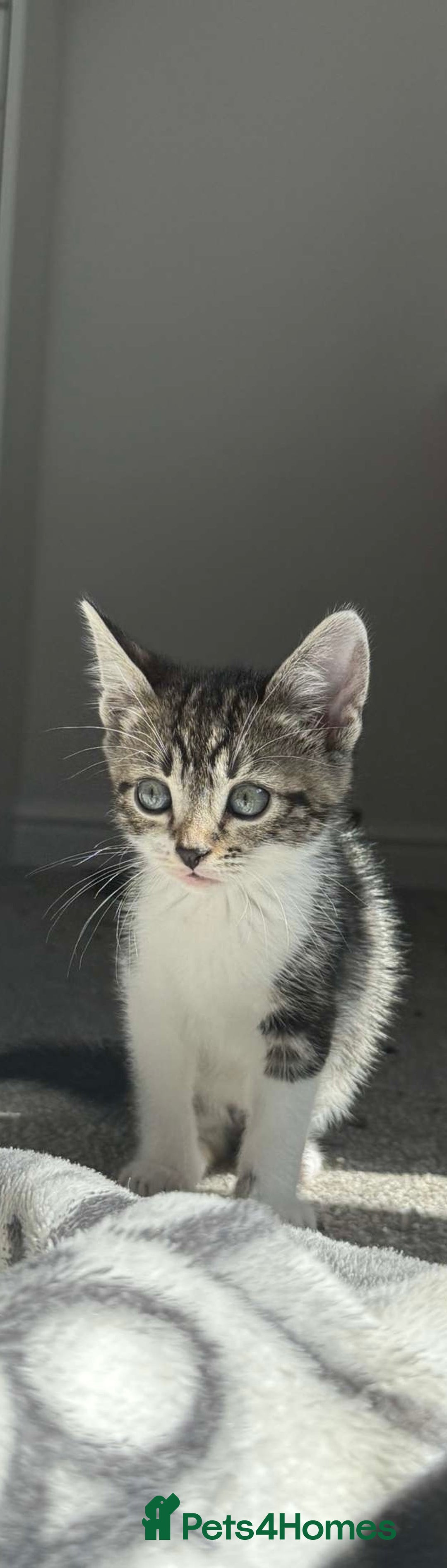 Bengal cats for sale: Adorable Half Bengal Kittens for Sale - Image 2