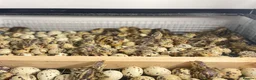 Quail poultry for sale: Any ages English White, Estonian breeds of quails  - Advert 8