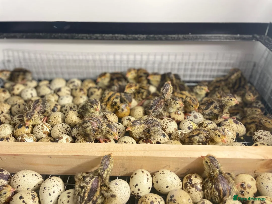 Quail poultry for sale: Any ages English White, Estonian breeds of quails  - Advert 8