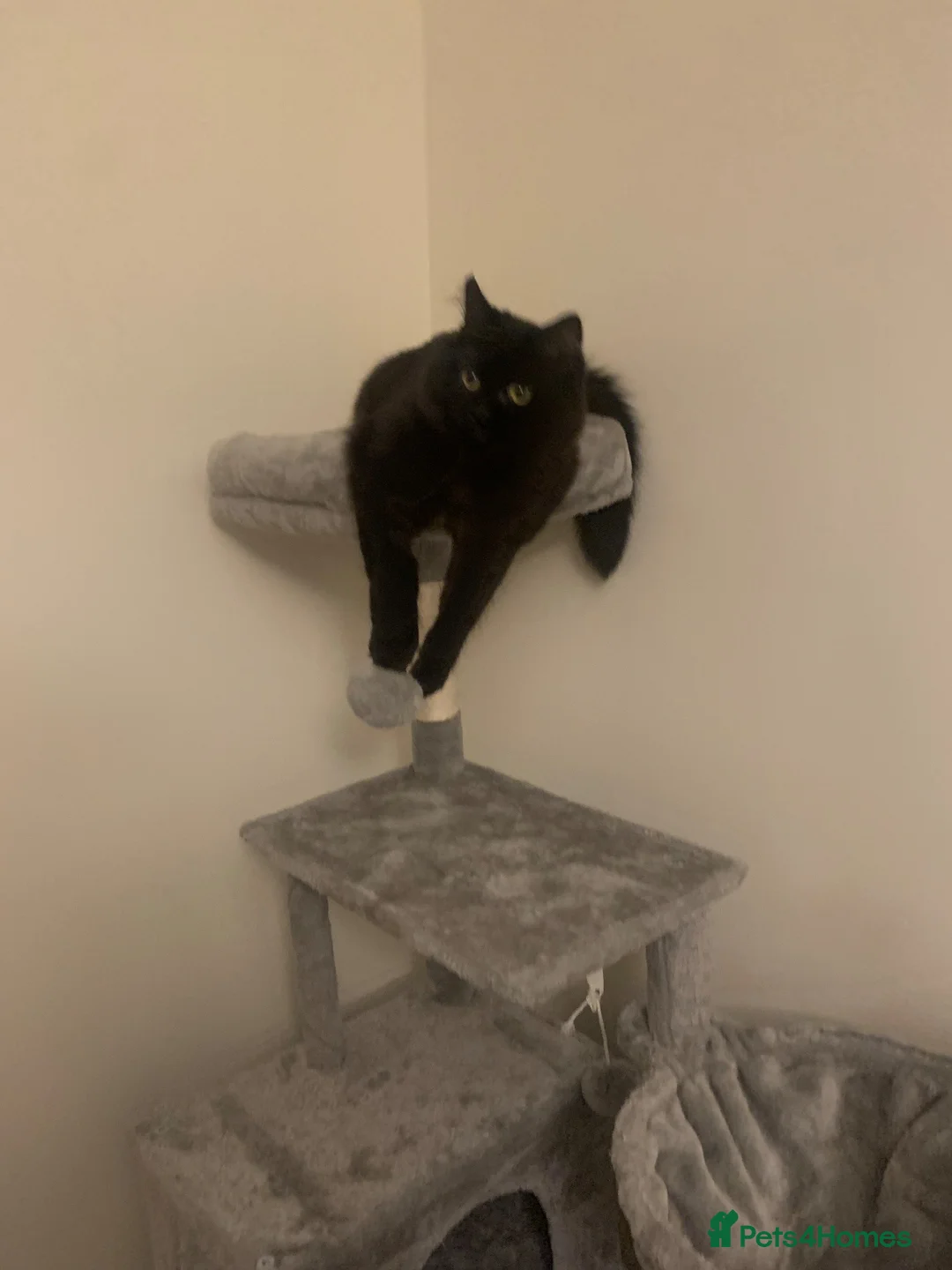 Ragdoll cats for sale: Salem  - Advert 5
