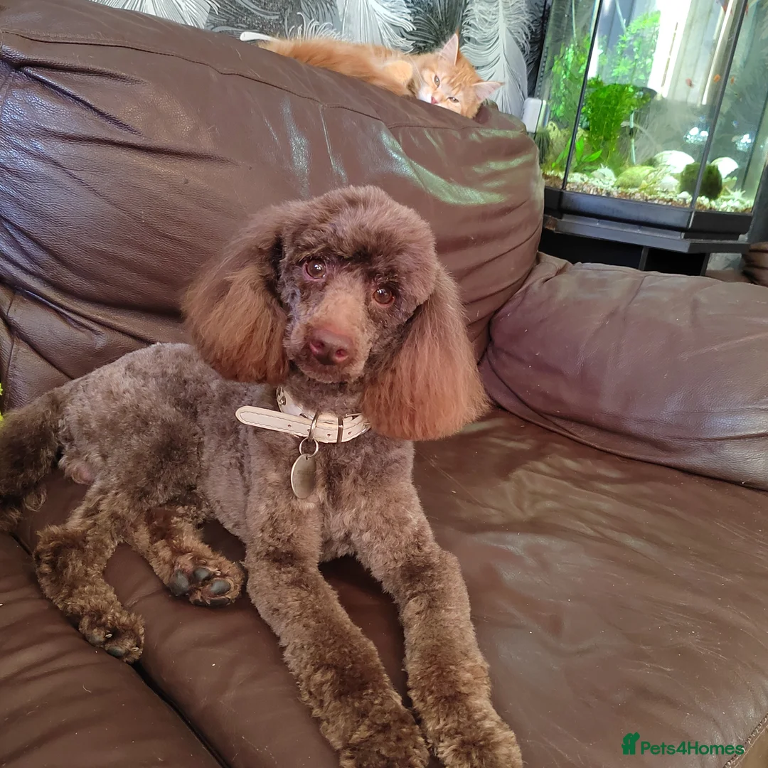 Toy Poodle dogs for stud: Full health tested stud in Blackburn - Advert 3