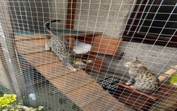 Savannah cats for sale: Savannah F4 girl kittens - Image 25