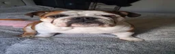 English Bulldog dogs for sale: Chunky English Bulldog Boys  - Advert 15