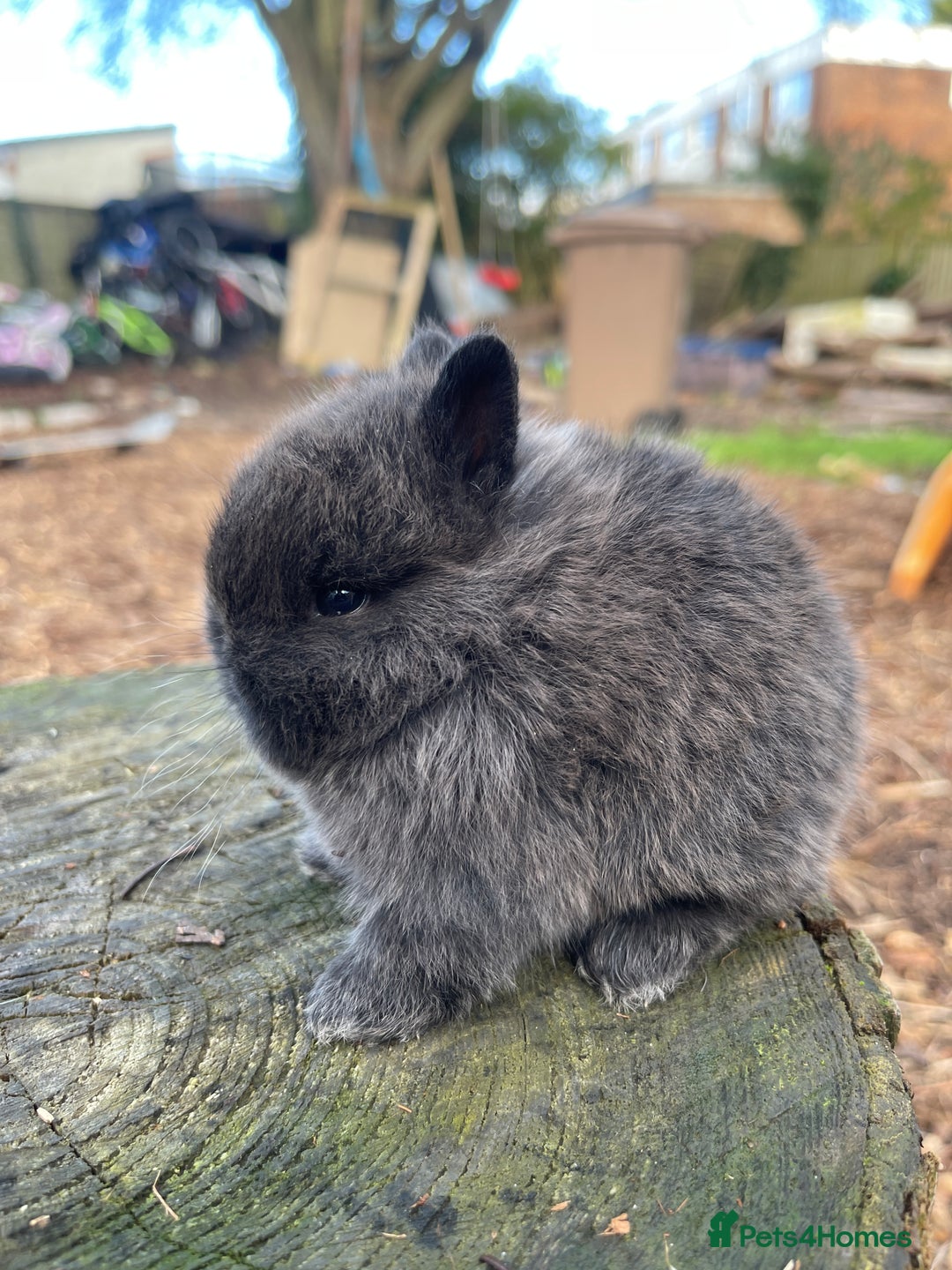Netherland Dwarf rabbits for sale: Real Netherland Dwarf   - Advert 19