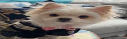 Mixed Breed dogs for sale: 🐾 Adorable Yorkiepoo × Pomchi Puppies 🐾 - Advert 3