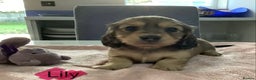 Miniature Dachshund dogs for sale: PRA Clear Mini Longhair Dachshund Pups Cream Red.. - Advert 30