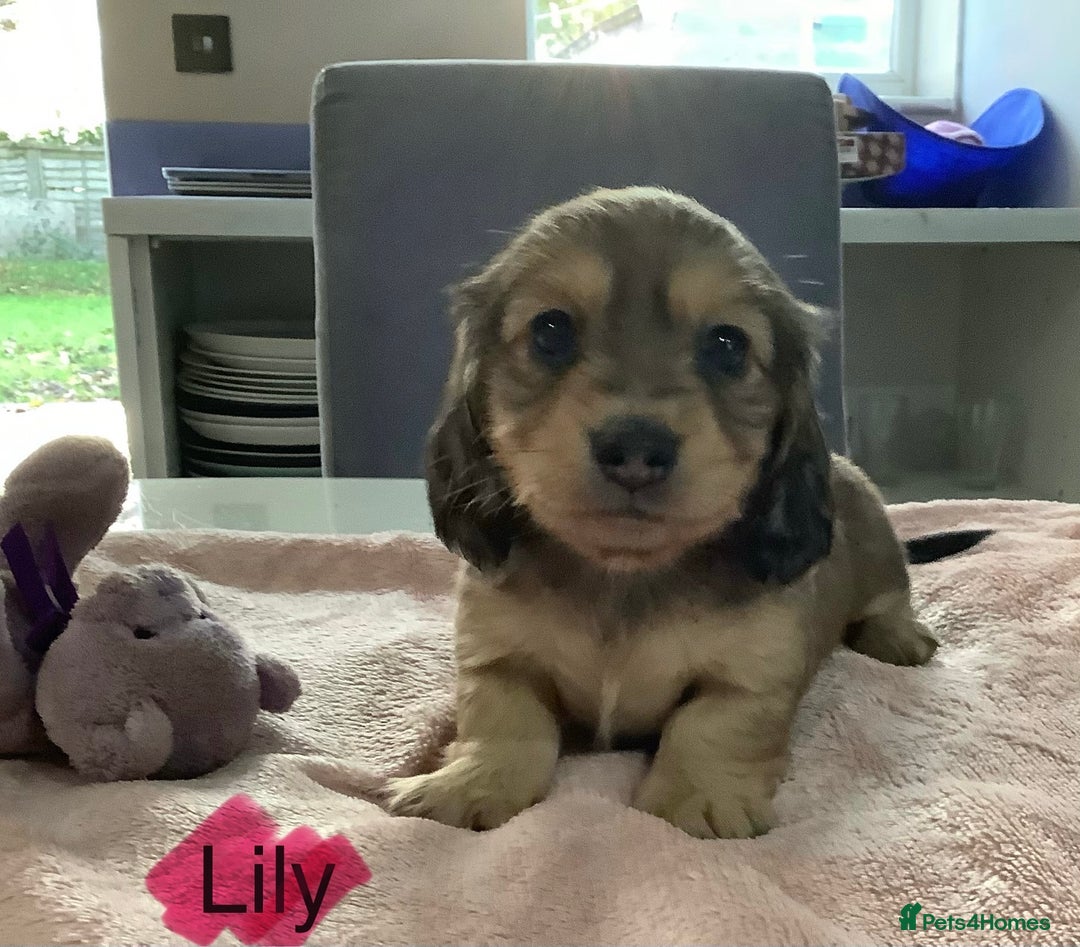 Miniature Dachshund dogs for sale: PRA Clear Mini Longhair Dachshund Pups Cream Red.. - Advert 30