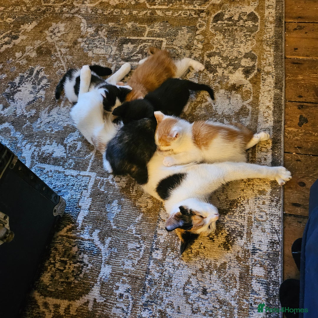 Domestic Shorthair cats for sale: 2 kittens left in Wigston - Image 3