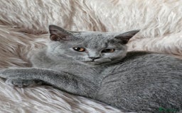 British Shorthair cats for sale: Beautiful Blue British shorthair  - Image 6