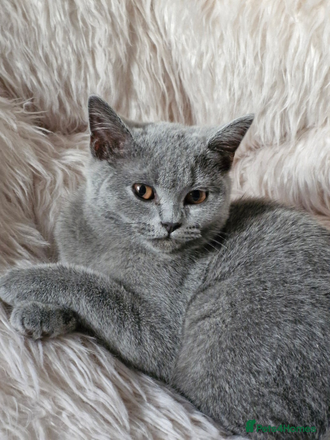 British Shorthair cats for sale: Beautiful Blue British shorthair  - Image 6