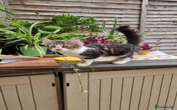 Mixed Breed cats for sale: 2 Beautiful female Kittens for sale. - Image 4