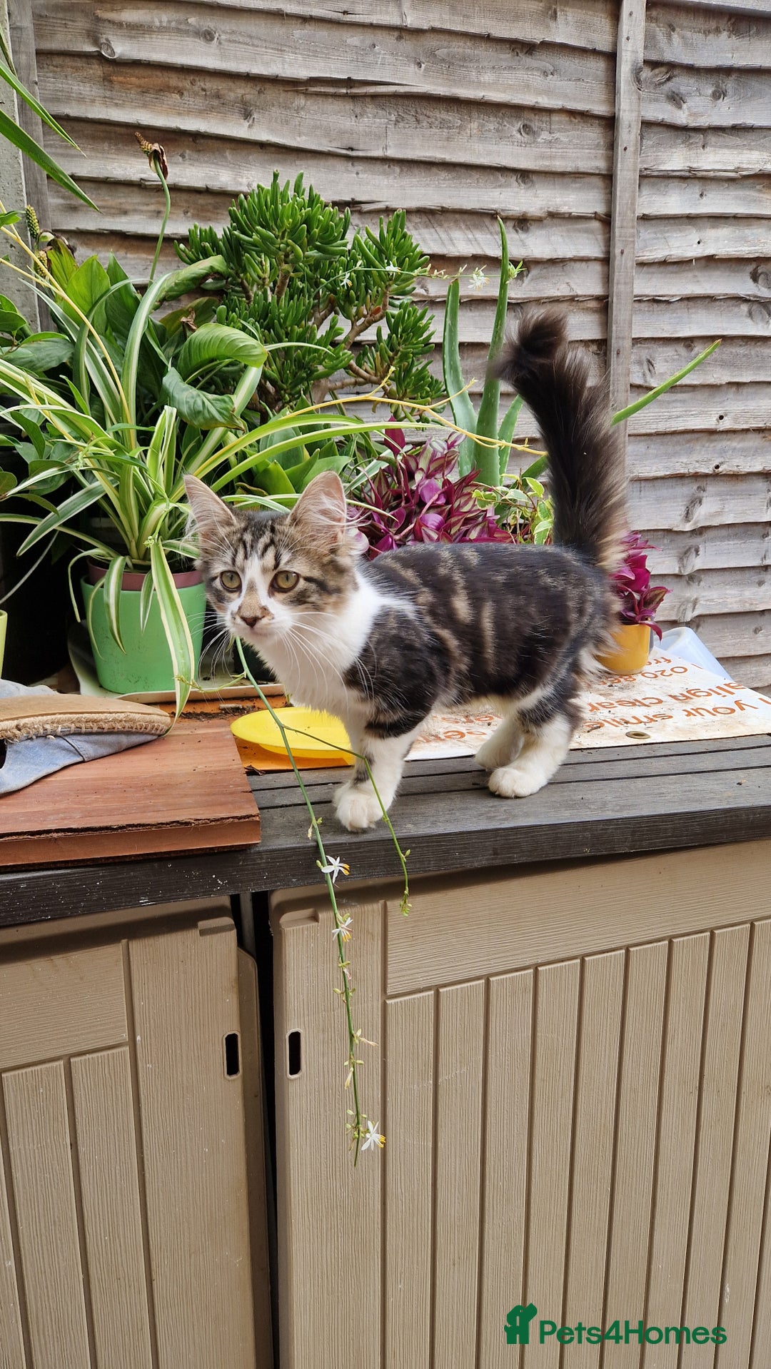 Mixed Breed cats for sale: 2 Beautiful female Kittens for sale. - Image 4
