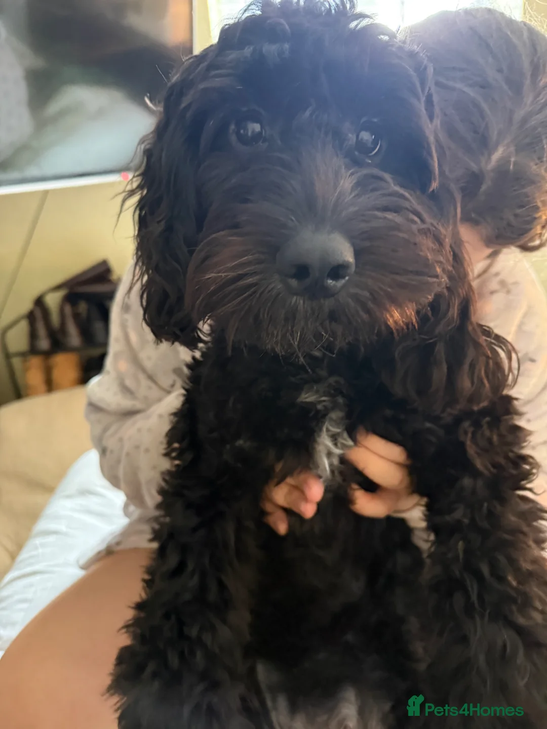 Cockapoo dogs for sale: Lola  - Advert 2