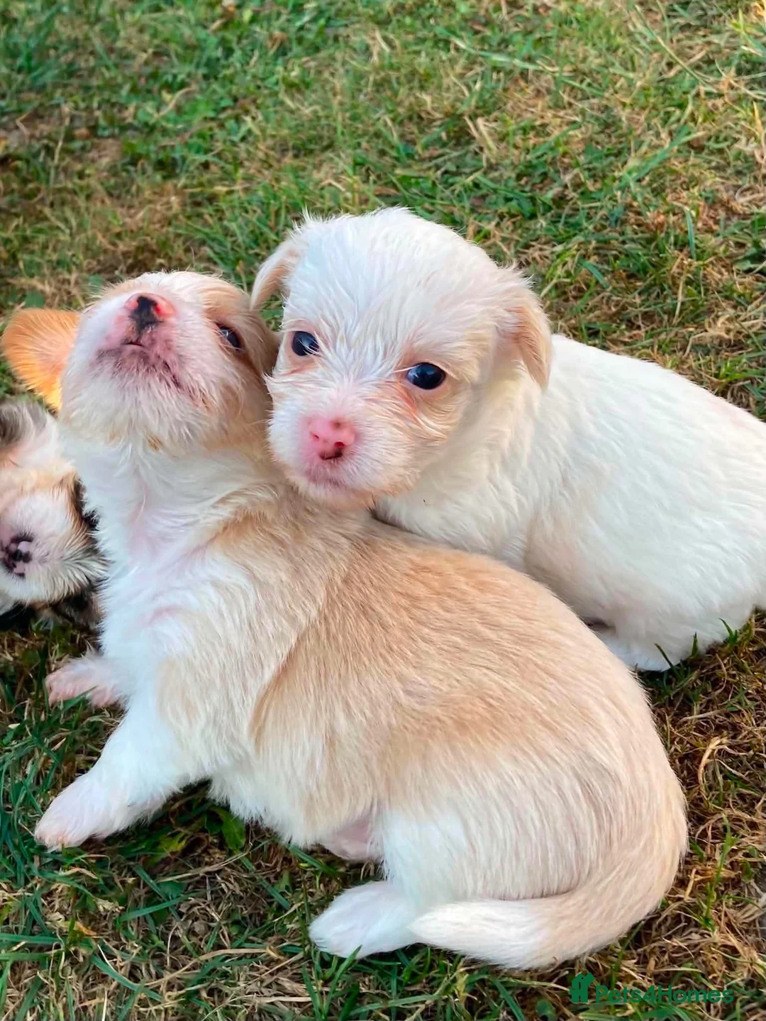 Biewer Terrier dogs for stud: Gold dust biewer for stud (health tested) - Advert 2