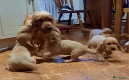 Cocker Spaniel dogs for sale: Golden cocker spaniel  - Image 3