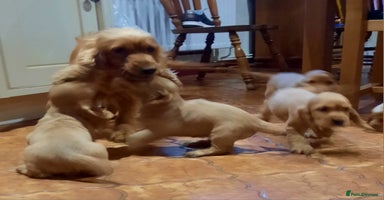 Cocker Spaniel dogs - Advert 7