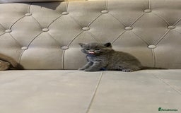Scottish Fold cats for sale: Adorable Scottish Fold & Straight Kittens 💕🐾 - Image 12