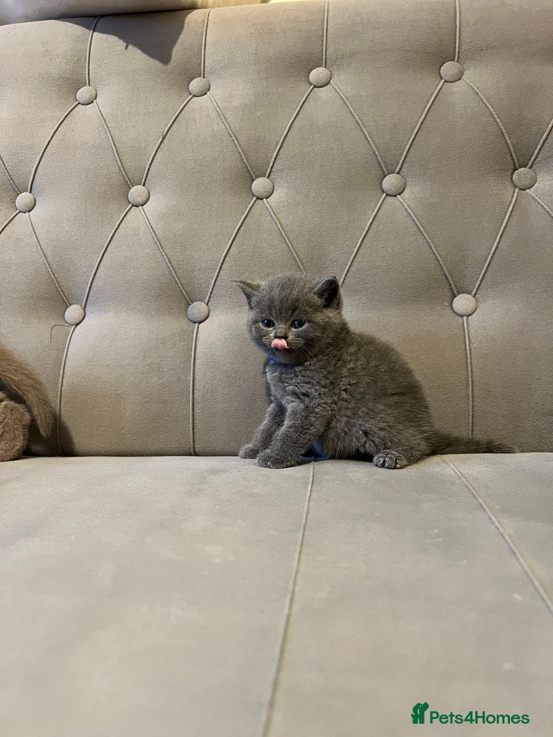 Scottish Fold cats for sale: Adorable Scottish Fold & Straight Kittens 💕🐾 - Image 12