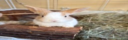 Mixed Breed rabbits for sale: Beautiful friendly baby bunnies ready in 4 weeks  - Advert 3